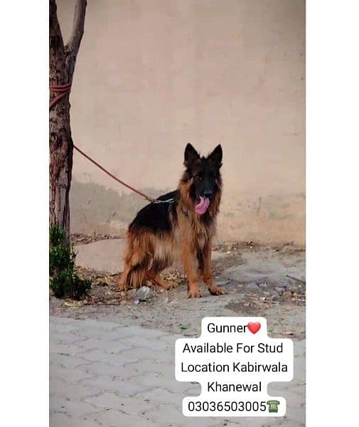 GSD Long Coat Male For Sale And Cross. location Kabirwala Khanewal 1