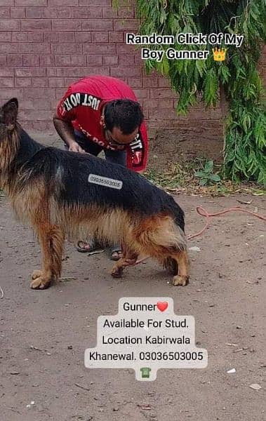 GSD Long Coat Male For Sale And Cross. location Kabirwala Khanewal 7