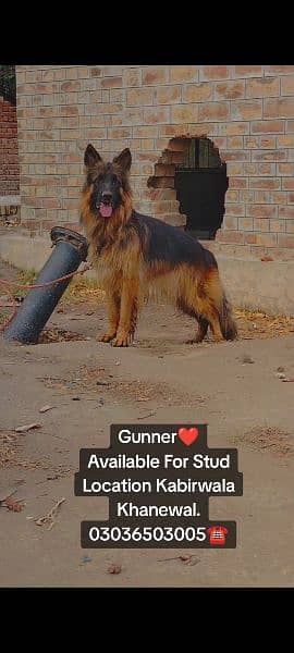 GSD Long Coat Male For Sale And Cross. location Kabirwala Khanewal 8