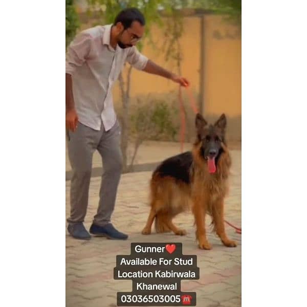 GSD Long Coat Male For Sale And Cross. location Kabirwala Khanewal 9