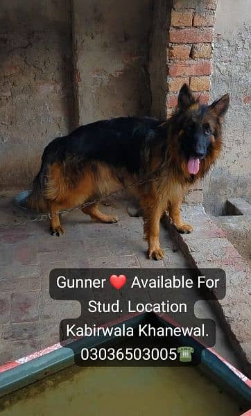 GSD Long Coat Male For Sale And Cross. location Kabirwala Khanewal 10