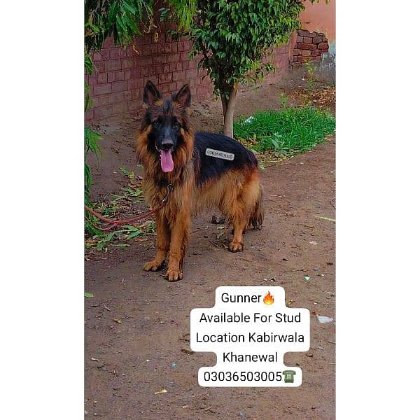 GSD Long Coat Male For Sale And Cross. location Kabirwala Khanewal 11