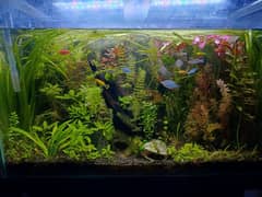 2.5ft planted aquarium