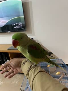 Talking Parrot For Sale