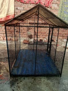 HENS BIRDS PETS CAGES