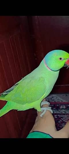 tame ringneck parrot