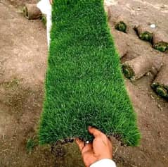 Korean Grass