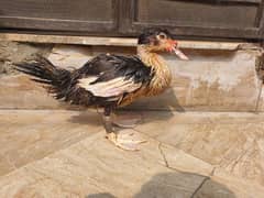 muscovy