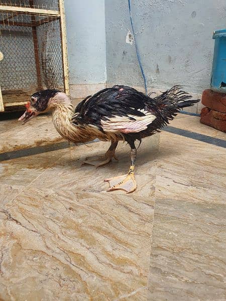 muscovy female duck for sale in lahore. 1