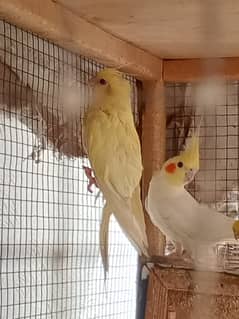 Cockatiel parrot for sale