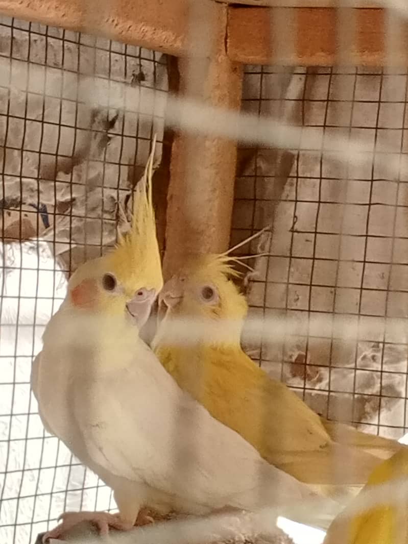 Cockatiel parrot for sale 1