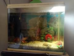 Fish Aquarium  with 10 fishes