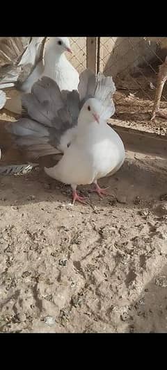 Silver Tail Breeder Pair +92 370 7611766