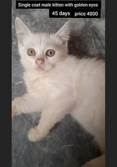 WHITE PERSION KITTENS AND CATS SINGLE COTE TRIPLE COTE