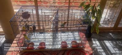 beautiful 3 pair of Australian parrot and 1 love bird with cage