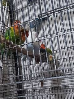 Sale my parrots