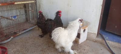 Black and white silkies, black buff female avaliable for sale