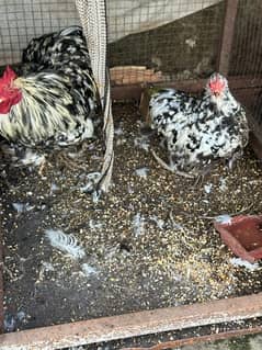 Bantam  and japanese hens cage included