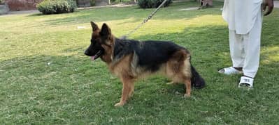 German shepherd pedigree female