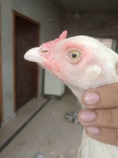 heera aseel hen for sale