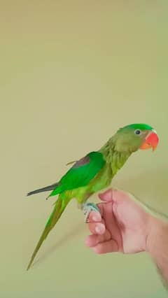 rah parrot