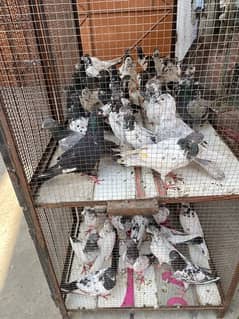 pigeons