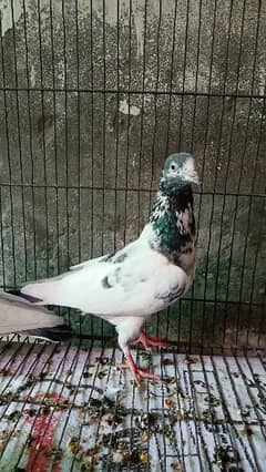 Teddy female pegion and Sialkoti male pegion for sale