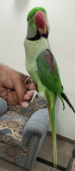 Parrot for sale