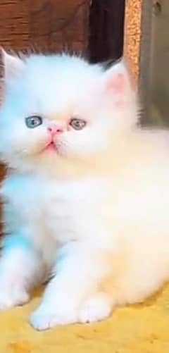 Persian beautiful Cat for sale0341/06/55/449 my WhatsApp number