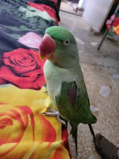 raw parrot male