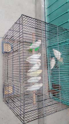 Lovebirds pair for sale Neat and clean pairs. 9000 rs of 10 birds.