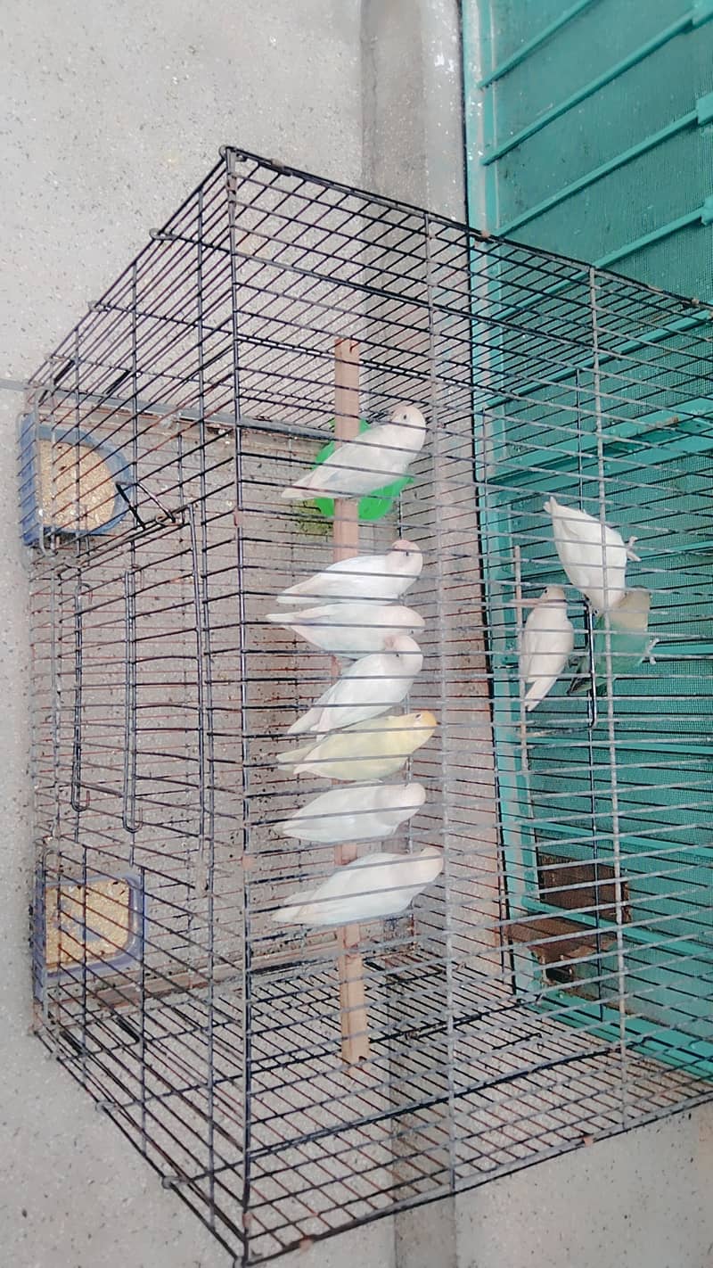 Lovebirds pair for sale Neat and clean pairs. 9000 rs of 10 birds. 0