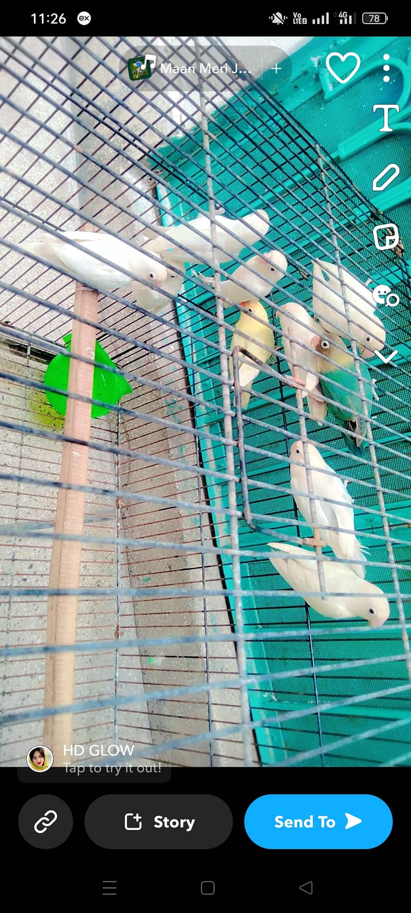 Lovebirds pair for sale Neat and clean pairs. 9000 rs of 10 birds. 1