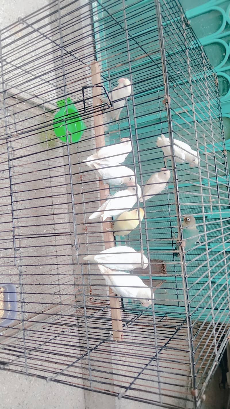 Lovebirds pair for sale Neat and clean pairs. 9000 rs of 10 birds. 2