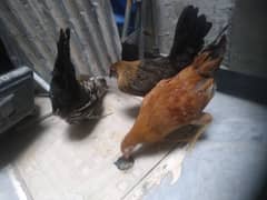 Golden  misri  hens active  energetic