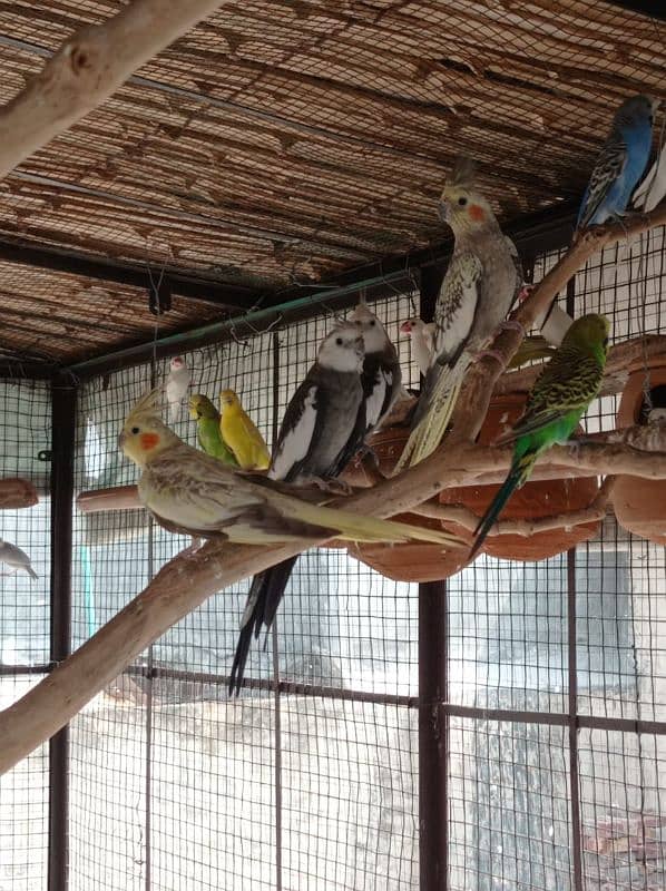 Budgies, Fisher, Cocktail All setup for sale 0