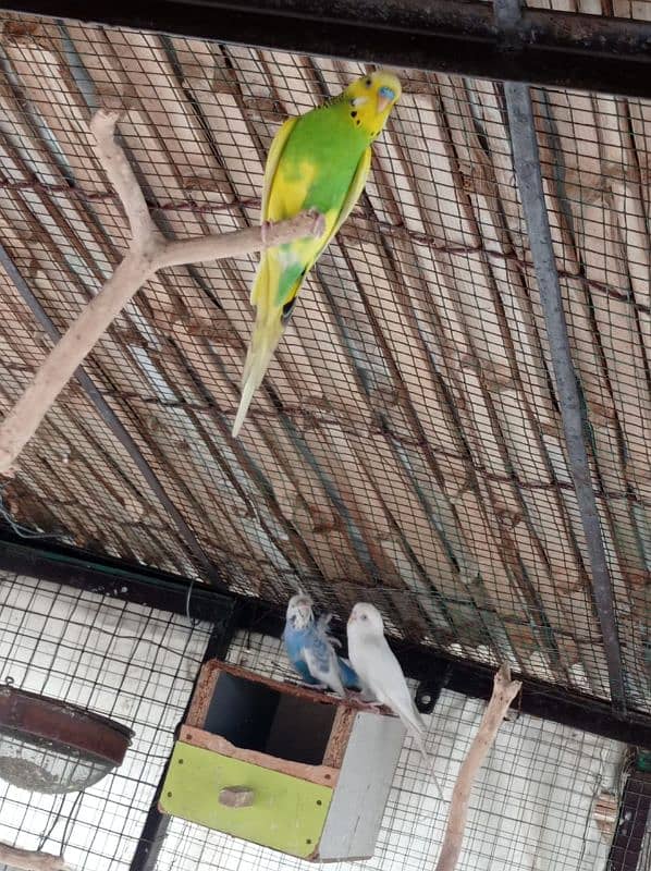 Budgies, Fisher, Cocktail All setup for sale 2