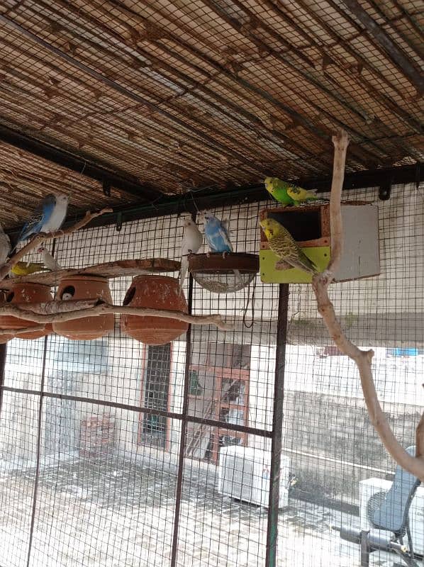 Budgies, Fisher, Cocktail All setup for sale 3