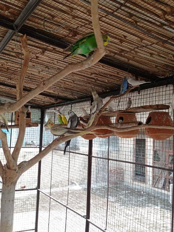 Budgies, Fisher, Cocktail All setup for sale 4