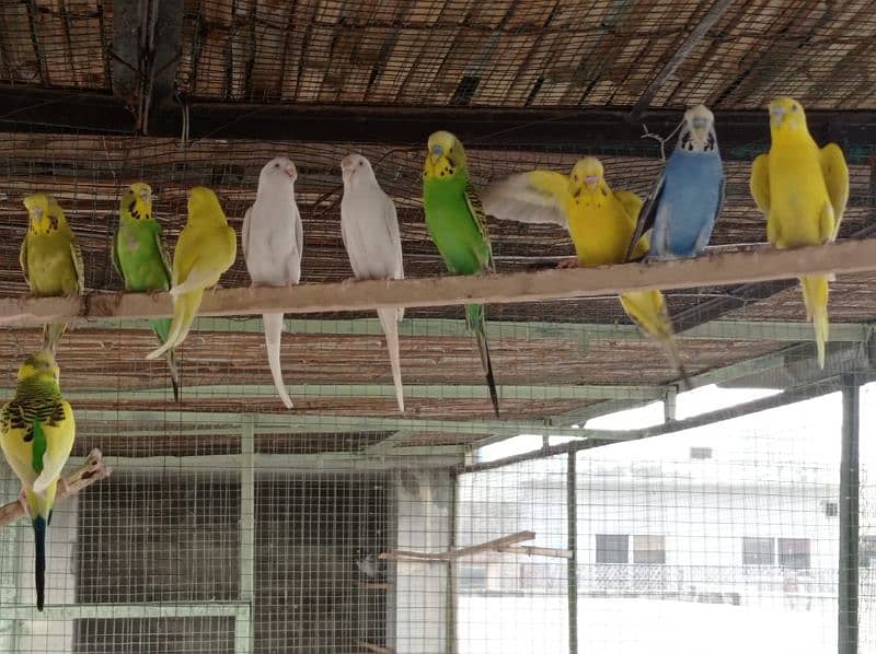 Budgies, Fisher, Cocktail All setup for sale 5