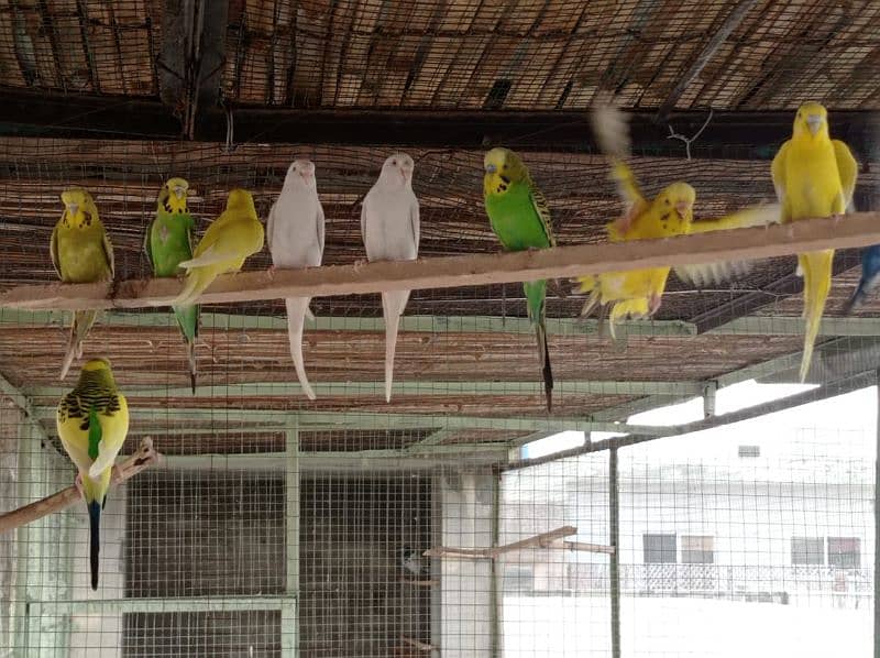 Budgies, Fisher, Cocktail All setup for sale 8