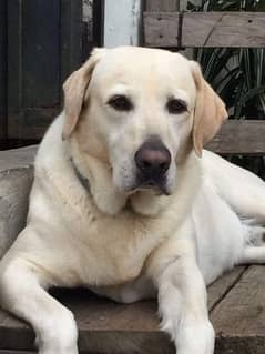 Labrador