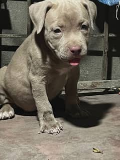 pitbull female pup available