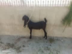 Nawabshah kamori Bakra for sale goat