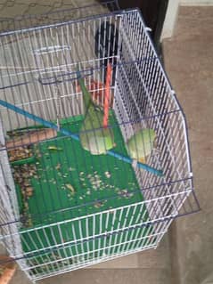 parrot for sale in MAINE / FEMALE / pair