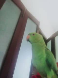 Male Green Parrot hand tame