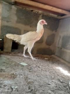 Heera/hera, Mianwali murghi/murgi, misri,Cochin fancy Murgha hens