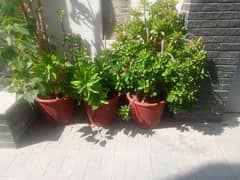 All 10 plants with pots for sale