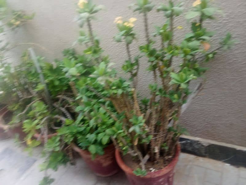 All 10 plants with pots for sale 1