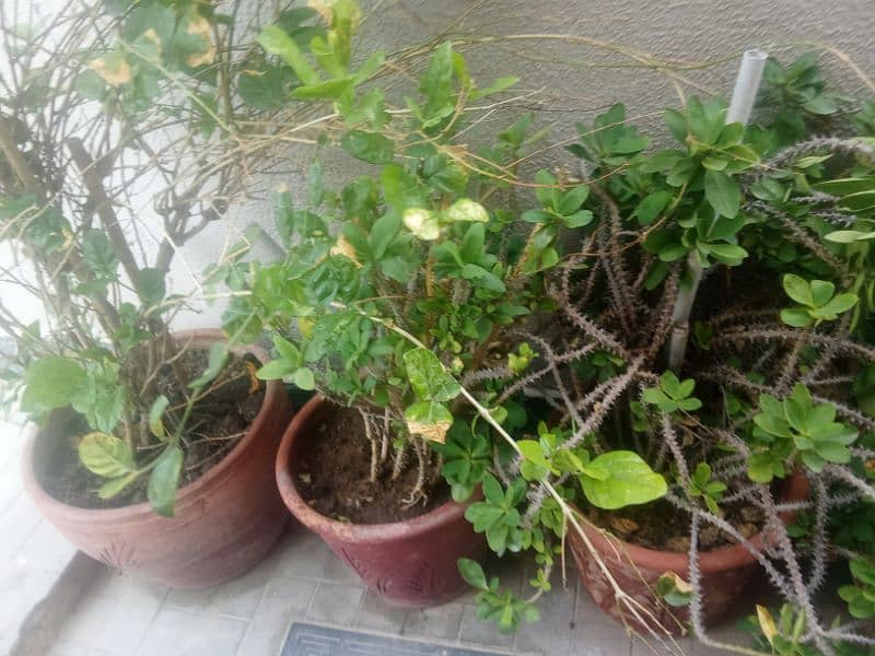 All 10 plants with pots for sale 3